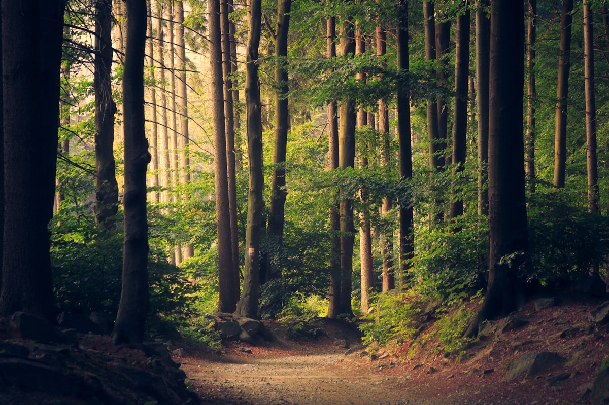 Lush green forest — the future we build toward